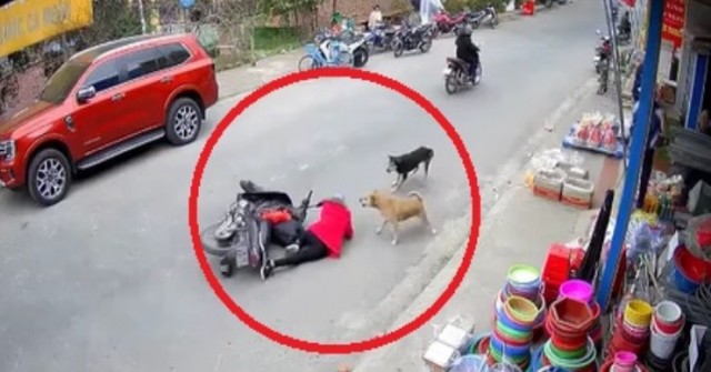 Clip: Số nhọ phanh xe gấp tránh chó, bị ngã lại bị chó tấn công
